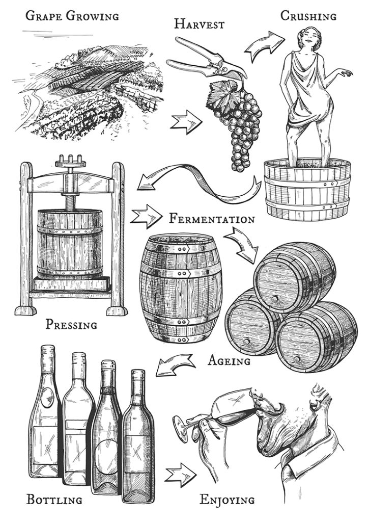 Vector illustration of wine making process. All stages: grape growing, harvest, crushing, pressing, fermentation, ageing, bottling, degustation, drinking. Vintage hand drawn engraving style.